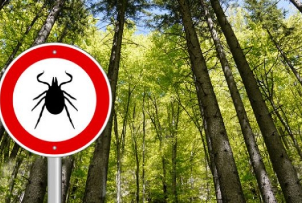 0001_800x400-the-truth-about-lyme-disease-700x350_1587649000-c4b4b725b61b3b7ac3dd76a8077b7ee8.jpg